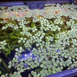 Water Spangles (Salvinia minima) Live Aquarium Floating Plants