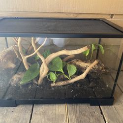 15 Gallon Terraium Comes With Pothos Plants And Wood 