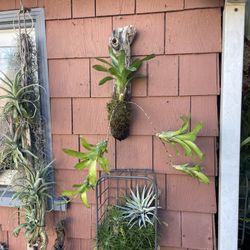 Whimsical Green Bromeliad With Trailing Pups 