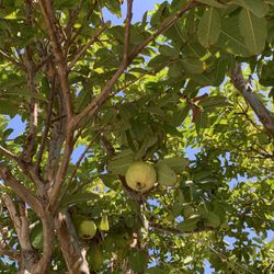 Guava Big