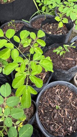 Moringa Sapling Plants, Pesticide-Free, Malunggay, Miracle Tree, Drumstick