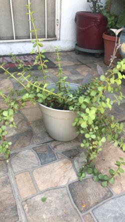 Elephant succulents plant
