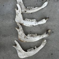 Angus Beef Single Jaw Bones 