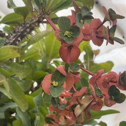 Cutting 7 Inches Crown Thorns Plants 