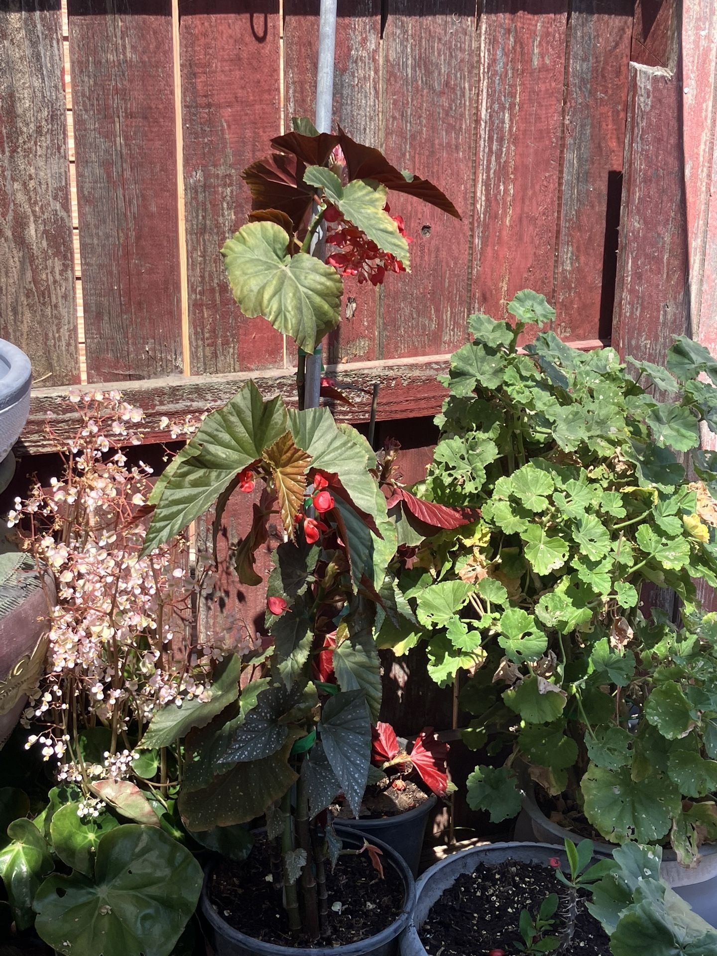 Plant Angel Wings 2 Gallons Pot $ 10.00 Each