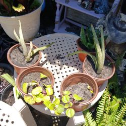 Aloe Vera And Chinese Money Plant $2 Each
