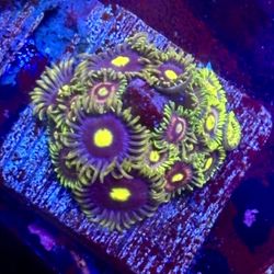 Mix Zoa Colony Display Decor