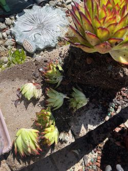 12 baby succulents