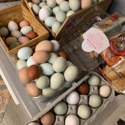Fresh Eggs