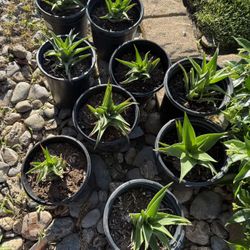 Aloe plants