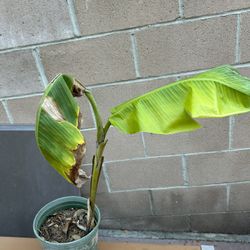 Banana Plant Free