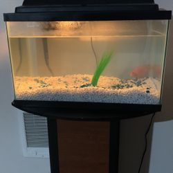 Fish Tank 10 Gallon  No Filter 