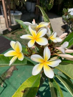 Fragrant Plumeria Trees
