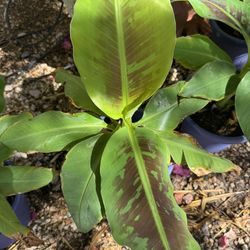 Dwarf Cavendish Banana Trees Acclimated To Az Summer Heat 