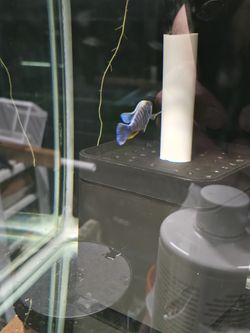 fish tank filter