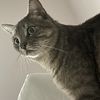 Hazal