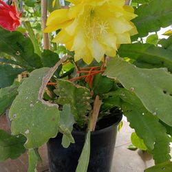Epiphyllum Cactus 
