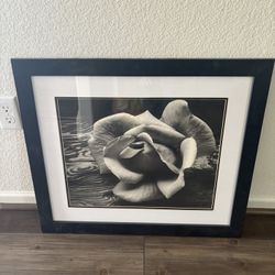 Ansel Adams Rose Print in frame Black & White  27” x 24”