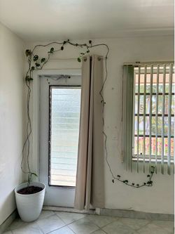 10ft+ Monstera Adansonii Swiss Cheese Vine + White Pot