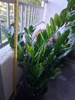 Spectacular 10"/3 Gallon Zamiifolia Zamioculcas/ZZ