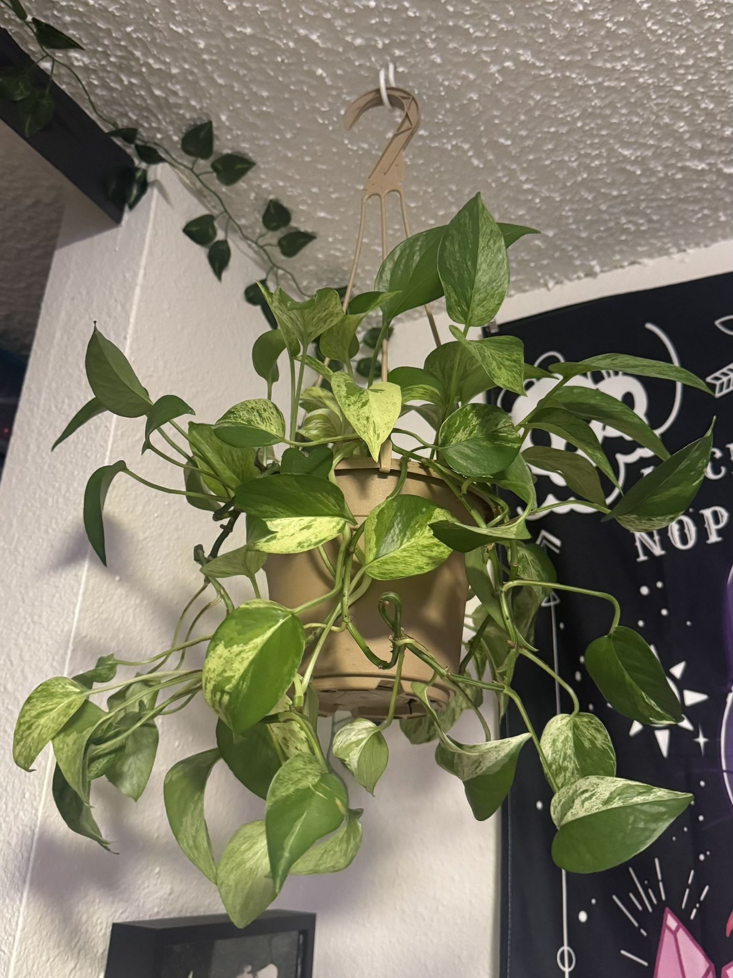 hanging pothos plant