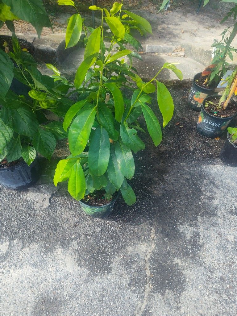 Soursop Plant