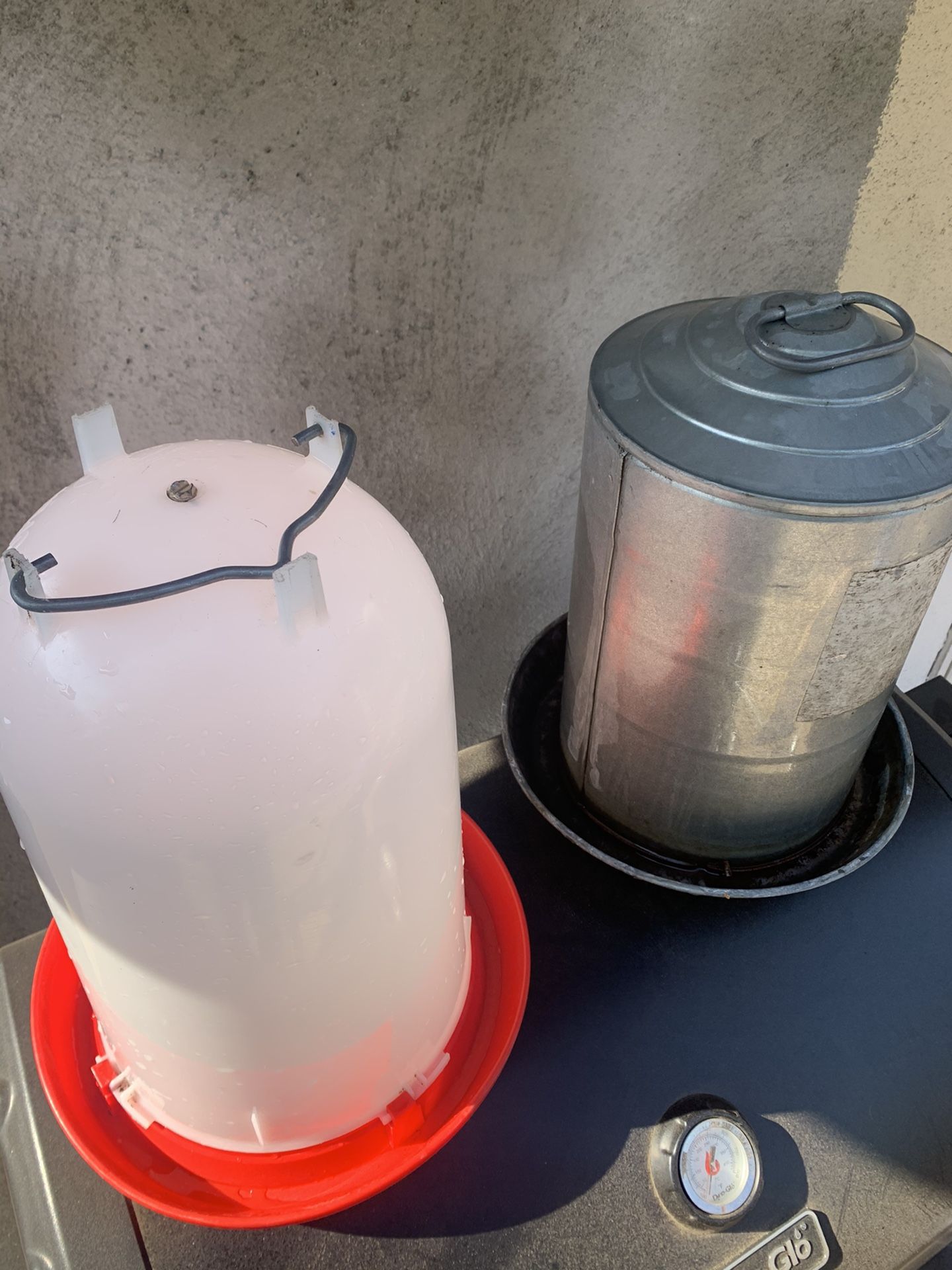 Chicken drinking fountain