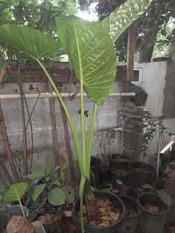 Elephant Ear Plants