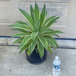 Agave Succulent Plant 