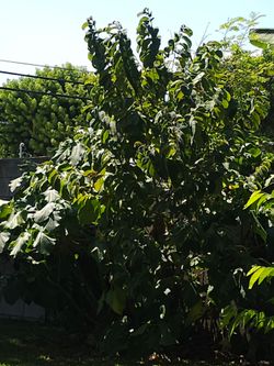 Chirimoya tree