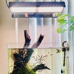 For Sale: Aquascape&Planted Aquarium with Livestock