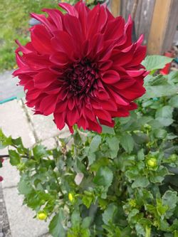 Dahlias