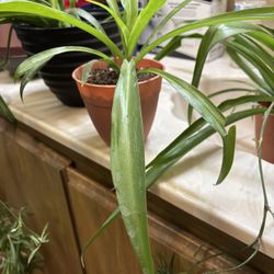 Spider plants of all sizes