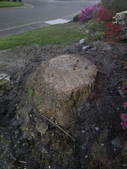 Hand Split Dense 59 Year Old Fir Firewood