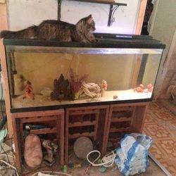 55 Freshwater Aquarium, It's a Unique Wine Holder Holds The Aquarium. Plus Fish Decorations, But Not The Cat On Top,jhaha