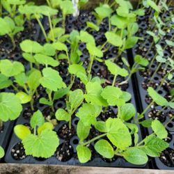 Vegetable Plants Ucf Area  $1 Ea
