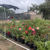 MURILLOS NURSERY 