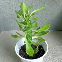 Euphorbia  Guentheri  Plant 