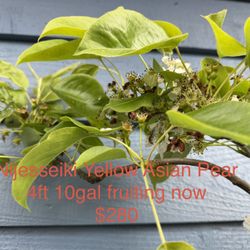 Nijesseiki Yellow Asian Pear tree