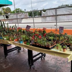 Jason's Local Garden At Bob Roth New River Groves Ever Weekend. 