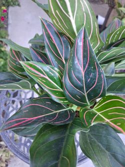Aglonema RED VEIN Plant $28