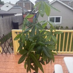 Money Tree For Sale