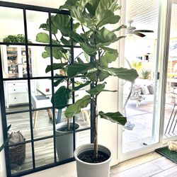 Real Live Beautiful Full 7.2’ Fiddle Leaf Fig Tree Plant With Large Planter