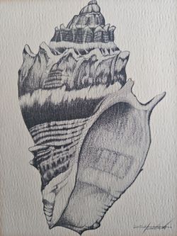Vintage Coastal Shell Print - American Crown Conch - Mid-Century 1960s Framed Nautical Art
