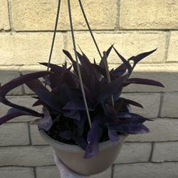 Purple Heart Plant In 8” Pot