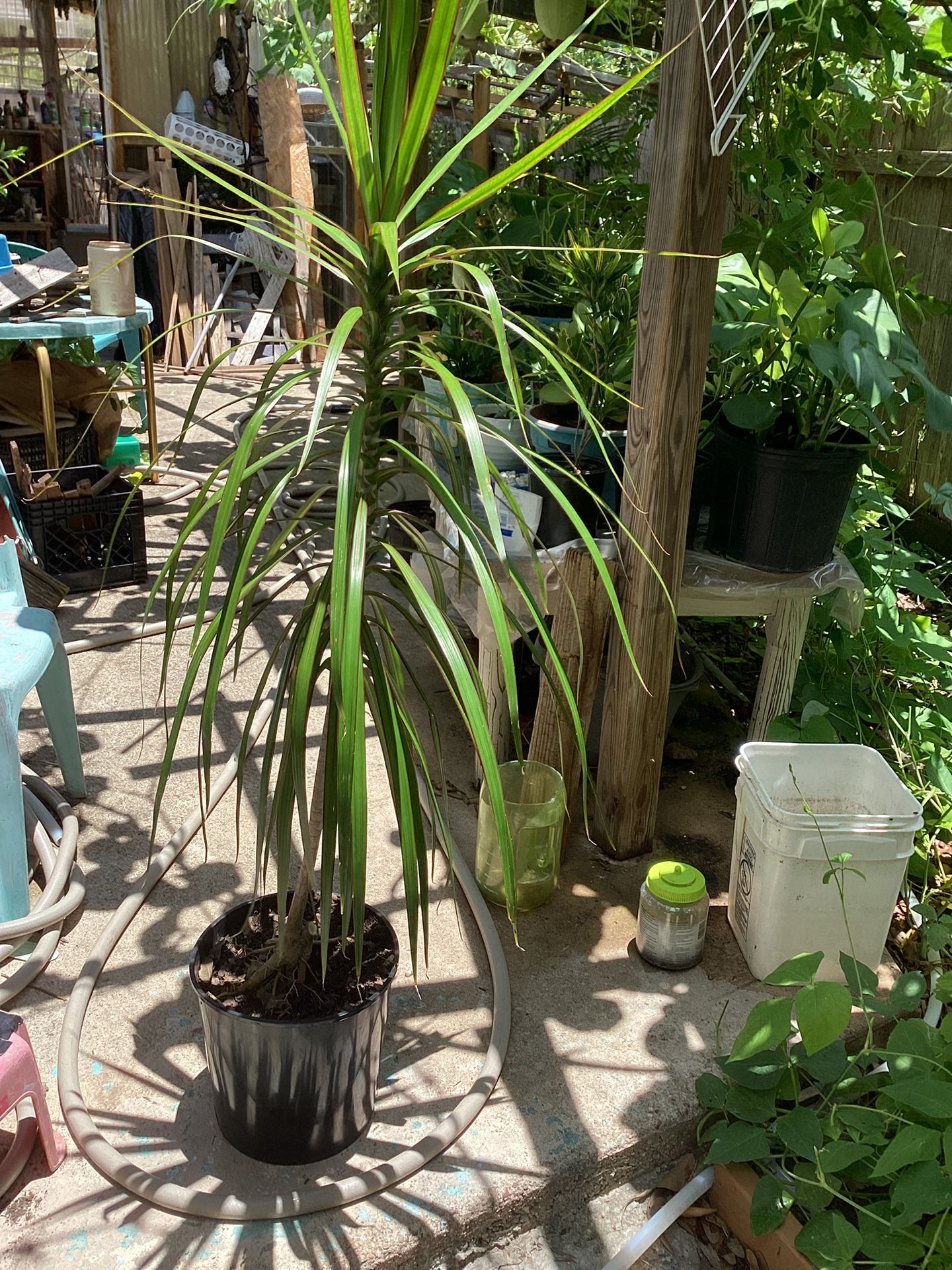 49 Inch Tall Plant For Sale