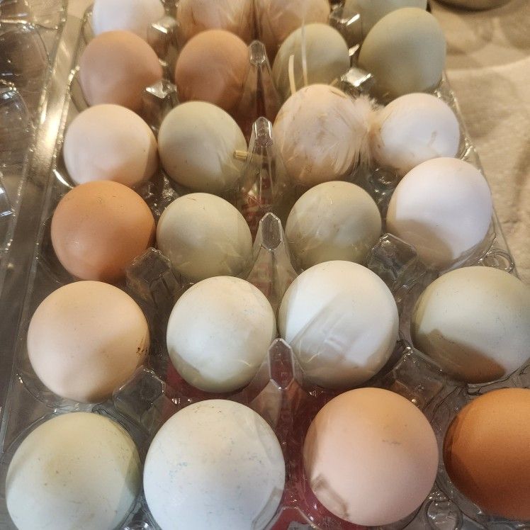 Fresh Organic Eggs