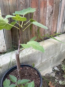 Fig Tree Sapling in Pot