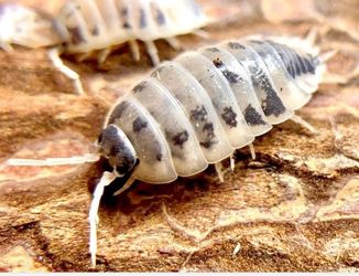 Porcellio laevis β β Dairy Cow β Isopods