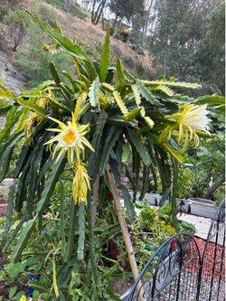 Dragon fruit plants